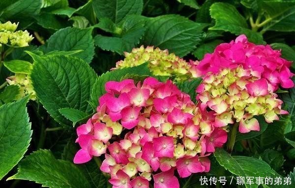 是因为|绣球花经常黄叶,养不好?那是因为养殖方法不对