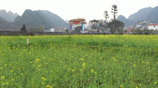 老年|广西靖西市：油菜花海 璀璨夺目（组图）