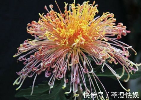 秋冬养此款植物,随便养一盆,清新悦目,花姿潇洒,寒冬也有花赏
