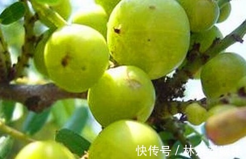 欧米伽3|爱美的女性,推荐吃的食物,美白肌肤,缓解痛经,清理子宫垃圾