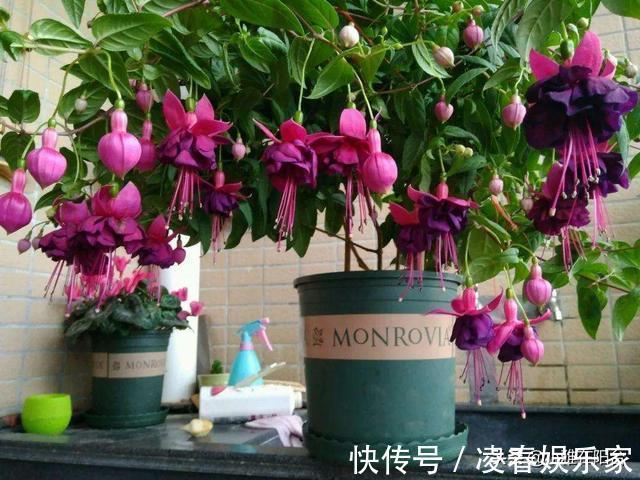 比绿萝还漂亮的花,一个枝泡水里,10天长根,喜庆好看,一开99朵