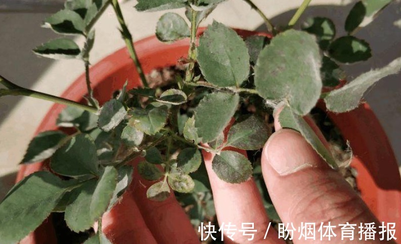 小苏打|厨房清洁“神器”小苏打,拿来养花,2种用法5大好处