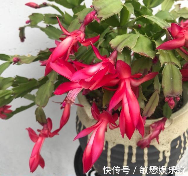 根源|蟹爪兰叶子软塌，难复花，“根源”在这里，解决后重新饱满猛开花