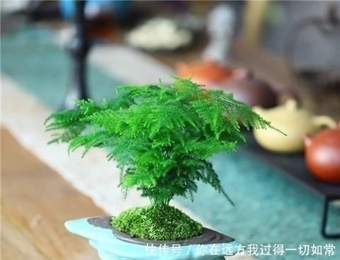 绿萝|5种耐阴花，家里采光不好也能养，叶油绿生长旺，值得拥有！