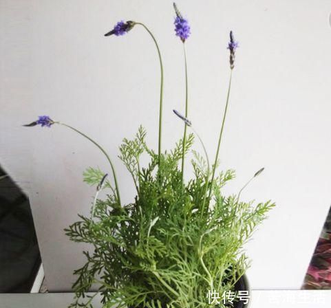 这4种植物是“蚊子克星”,随便在卧室摆一盆,夏天“不用愁”