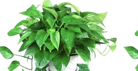 这几种植物不用施肥,虫害还少!最适合放在家里!