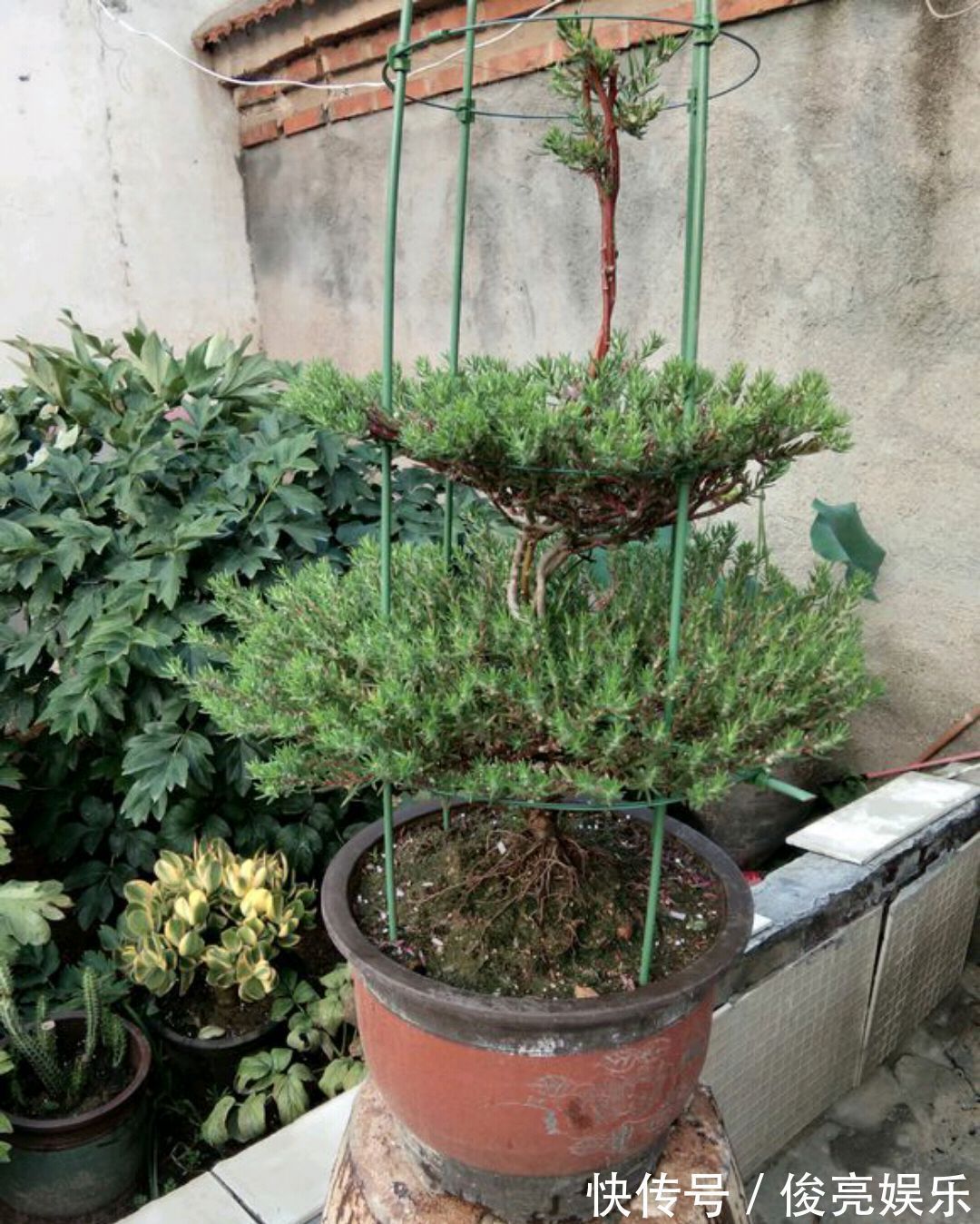 太阳花还是草花吗大神居然把太阳花养成了花树,开花爆盆成花塔