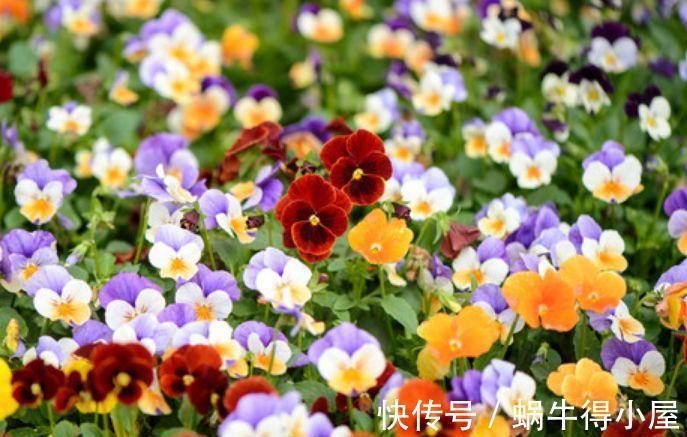 农历7月10日开始 居家养这几款植物 漂亮又好养 花中劳模 粉紫色 农历7月10日开始 居家养这几款植物 漂亮又好养 花中劳模 粉紫色