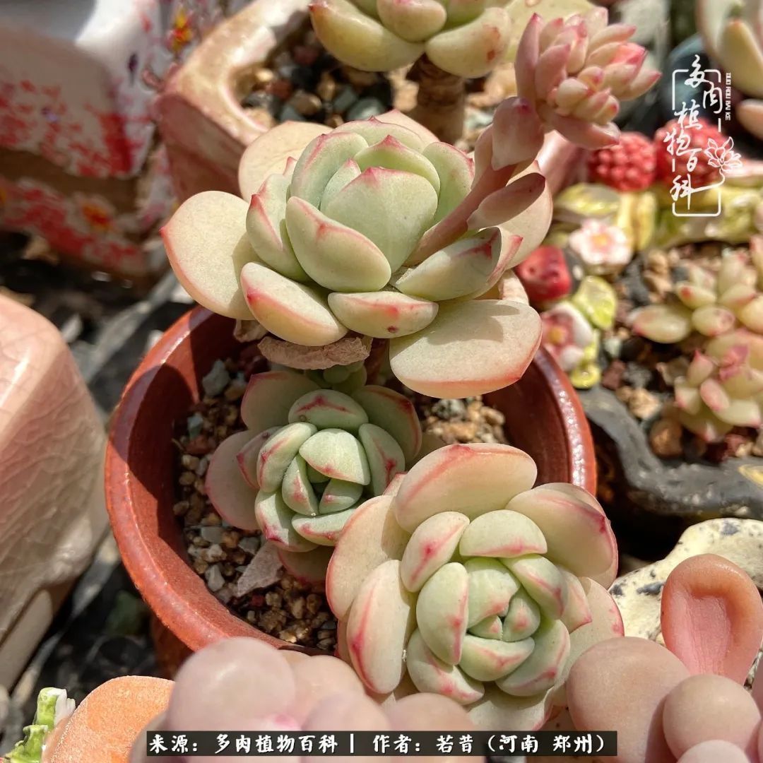 迷你小院儿,种满多肉、花草和蔬果,沉醉在自己的世外桃源!