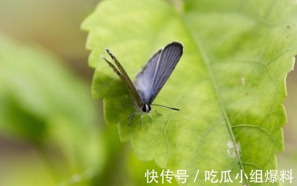 太岁|往后5天，旧情难舍，旧爱转身，心心念念，爱火重燃，生死相随