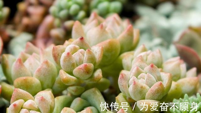 7款香气逼人的多肉植物, 你有么!