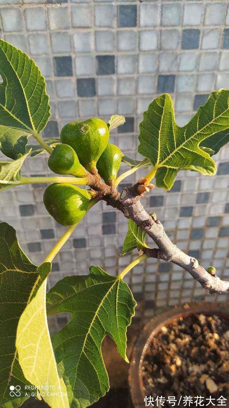 “家有果树,四季镇宅”,养盆果树,满枝结果有吉祥好兆头