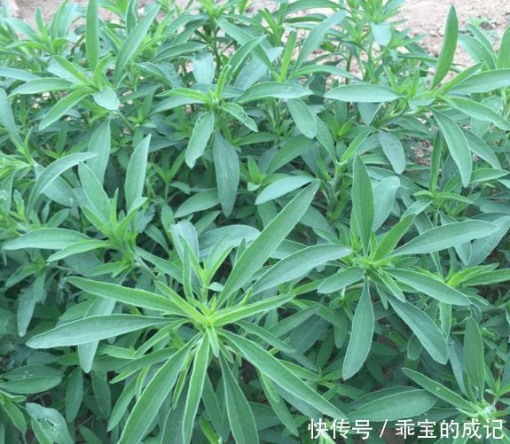 野菜|农村遍地都是的3种野菜,不仅味道鲜美,而且营养丰富,有益健康