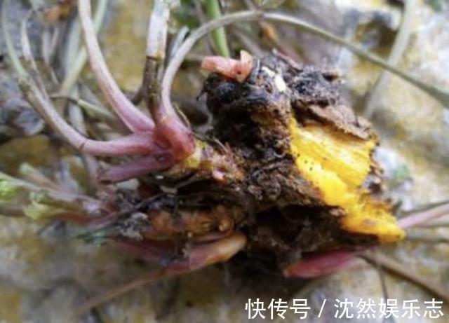植物|山上的“野草”,晒干后1斤价值“80元”,却少有人摘,植株珍贵