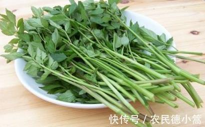 养生|什么食物健康养生，芹菜有哪些种类，盘点一下芹菜的几大功效