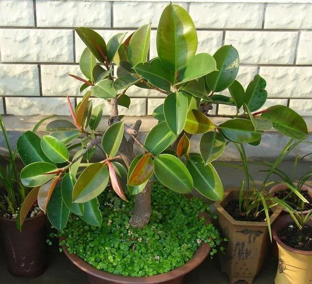 叶子|嫌花长的丑,趁现在砍头,满盆都是新叶子!