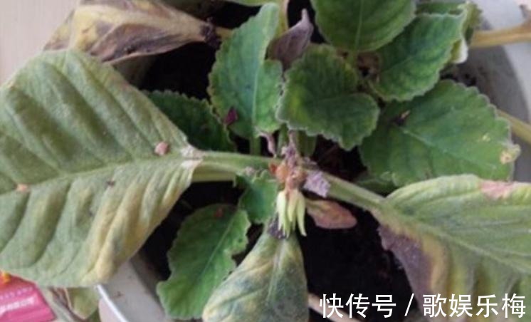 君子兰|容易被水浇死的“14种花”,手太勤反而养不活