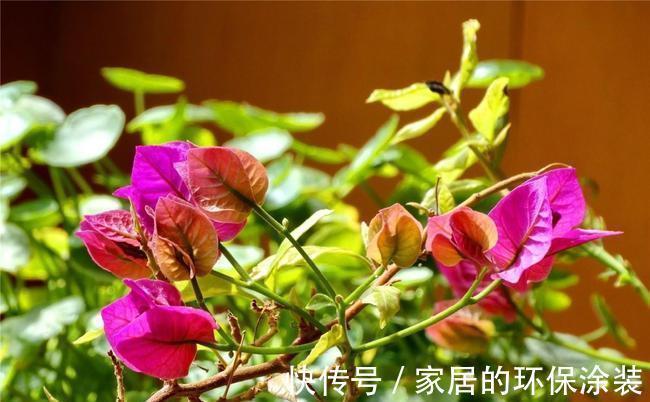 进入10月,建议扦插5种花,温度适宜利于生根,成活率直线上升