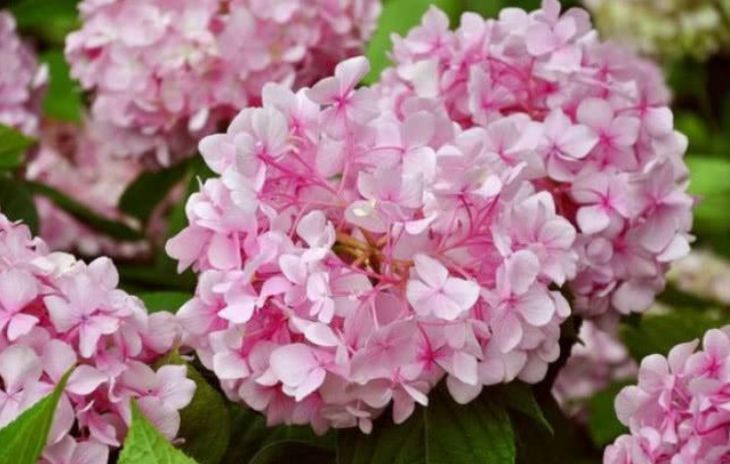 几种花一养就喜欢上,个个漂亮有特点,花朵粉嫩丰腴,绚丽夺目