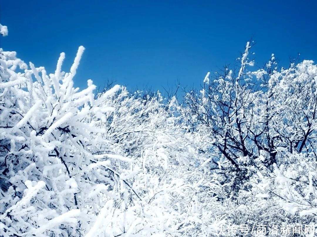 秦王|美！商州秦王山现冰雪树挂景观