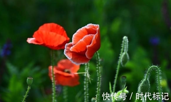 虎生肖|国庆后，桃花拂面，好运接踵而至，事业爱情双丰收，幸福向你招手