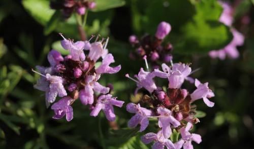  花似|花期最长的4款花，周年开花，花似玫瑰，植株低矮