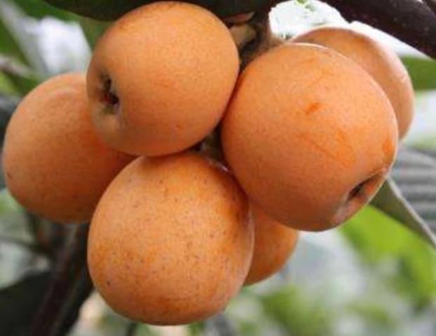 祛湿|藏在我们身边的天然“祛湿王”,平时常吃点,祛湿排毒,体重或悄悄降