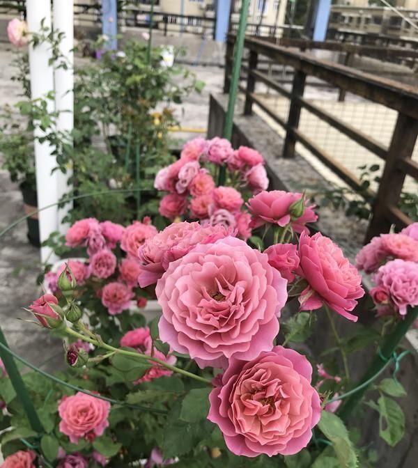 月季里的“开花机器”,能开一整年,花量非常多,阳台盆栽也可以