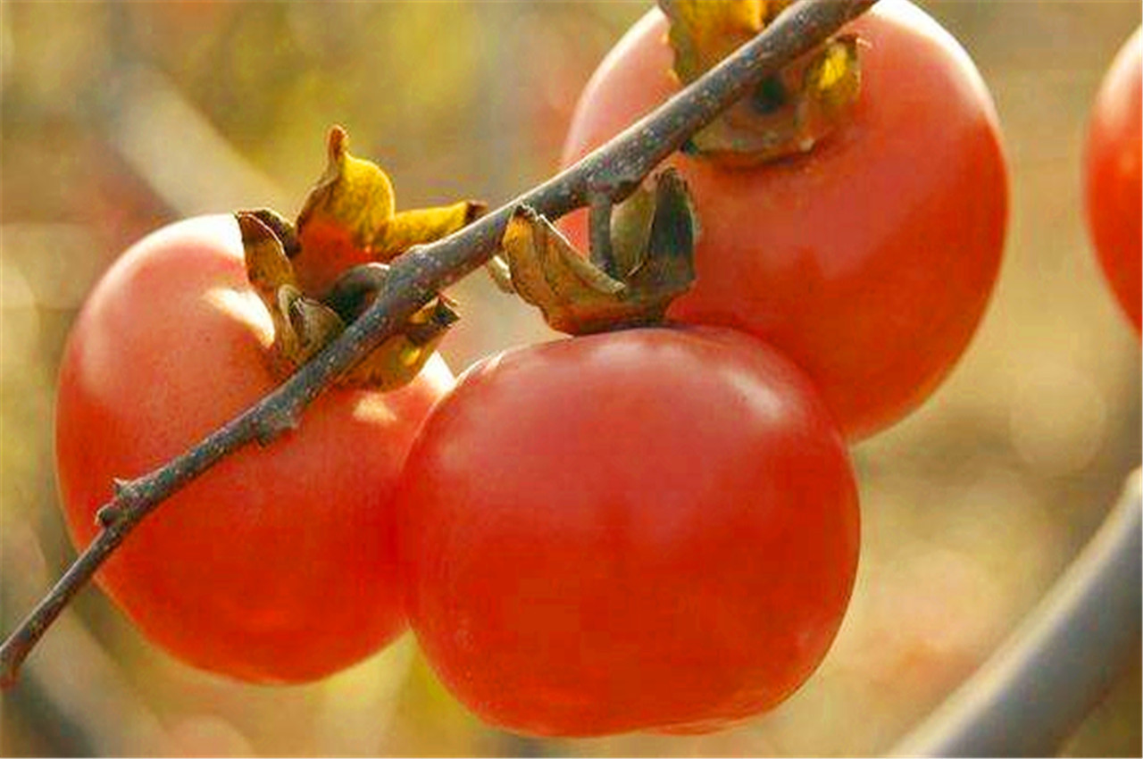 雌激素|女人别太节省,3种水果要常吃,补充雌激素,60岁不显老