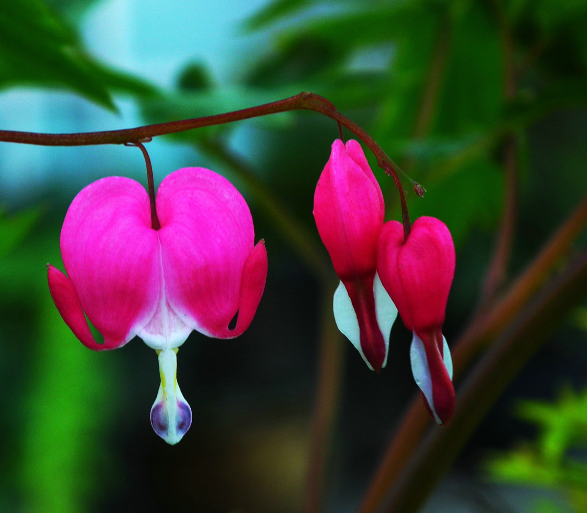 此花宛如一个装钱的荷包，具有良好的药用价值，象征着吉祥富贵