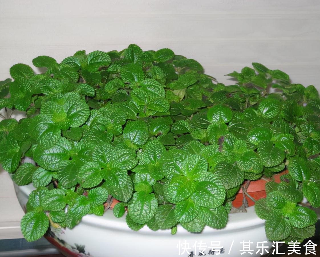 5种公认的吸毒花,既好看又好养,家中摆2盆,身体更健康