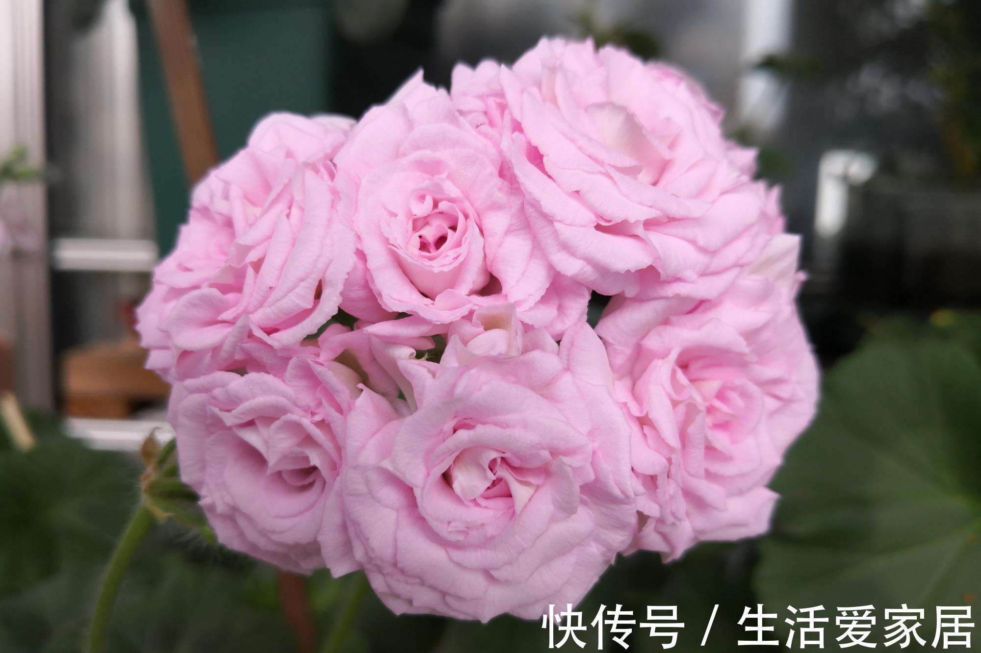 阳台|天竺葵“白鼠”,花美若玫瑰,丰花勤花,栽培简单,很值得拥有