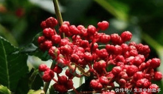 花椒+红糖太厉害了,腰腿不痛不麻了,坐骨痛也拜拜了!