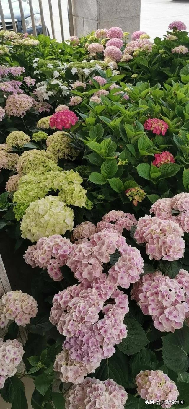 圆滚滚的绣球,瀑布般的花墙,这届花友也太会种花了吧