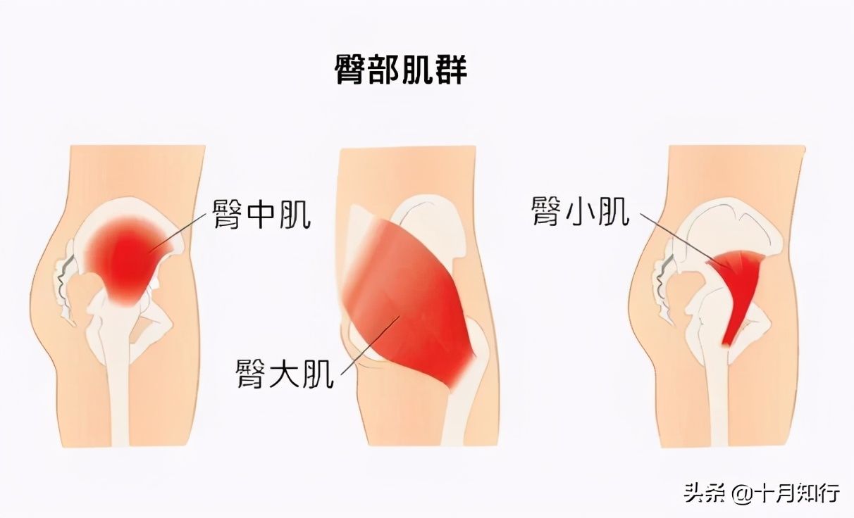 动作|练臀不能忽视腿部及下背部，解析练臀要点提高训练效率（附动作）