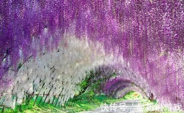 6大“富贵花”,能养几十年,花大雍容又华丽,能养成“传家宝”