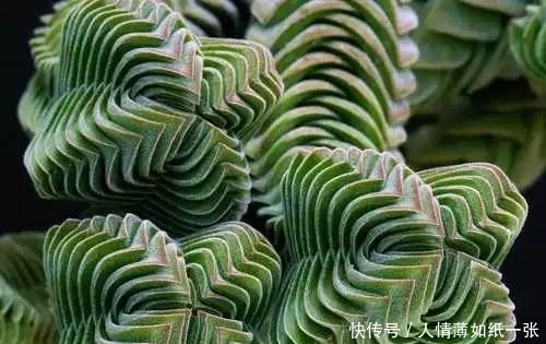 神“造”般的植物奇景,仿佛画作精品,小编已深深着迷!