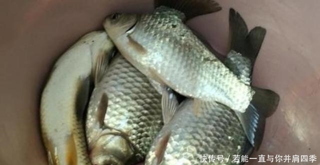 鲫鱼|蚯蚓“万能”饵,只需按我说的用,不吹不黑,钓上的鲫鱼都很大