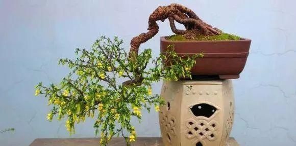 山里的1棵老树桩,挖出来种盆里,开花后,眼睛都看直了!