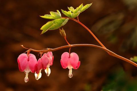 立春之后的养生要点:多食用嫩芽菜、多做有氧运动