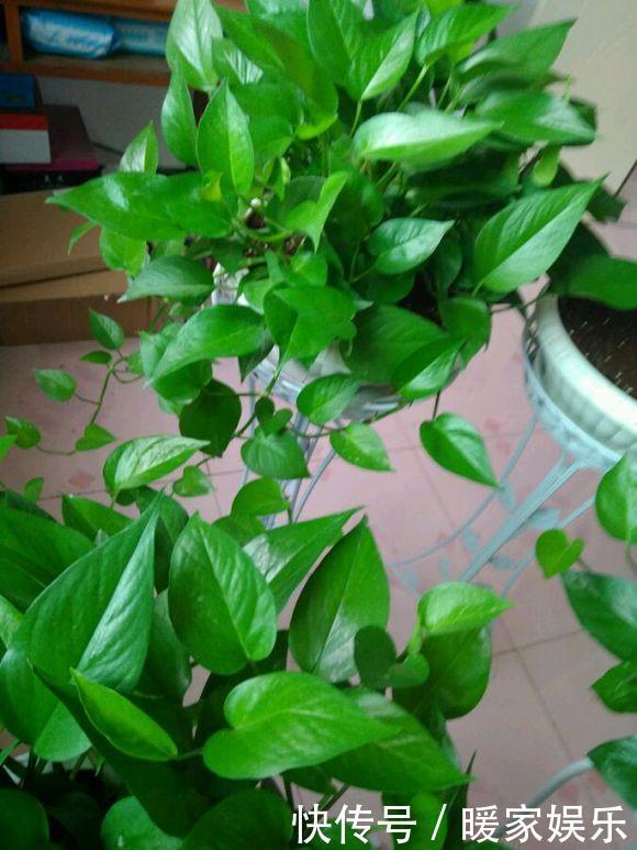 大姨|大姨养绿萝，老喜欢往村里跑，捡了2袋料，绿萝美成绿姑娘