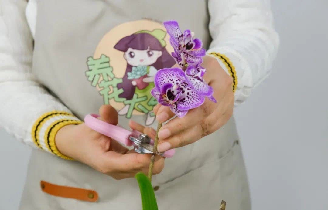 蝴蝶兰开花不是一次性,花后剪一剪,还能继续开花