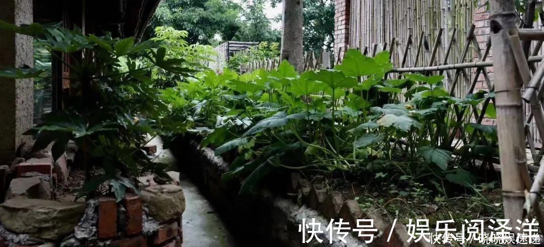 在乡下改造一个小院，种菜养花天天都是乡村田园梦，生活如此惬意