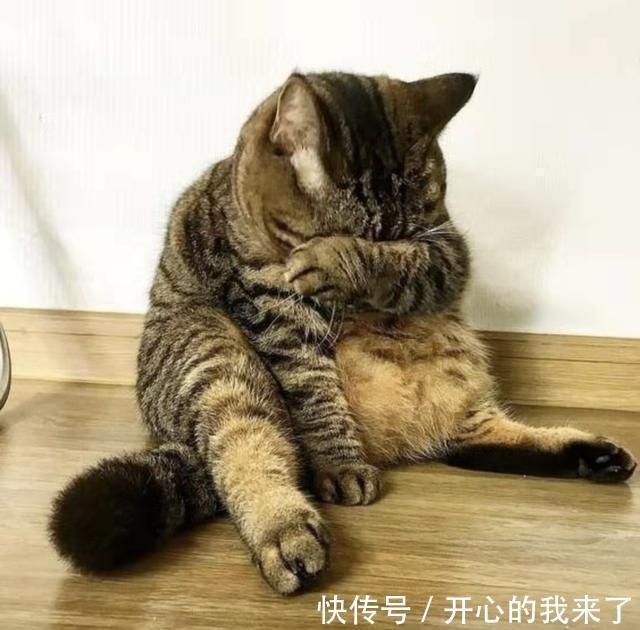 |搞笑猫咪:原以为猫很高冷,知道看到这些沙雕