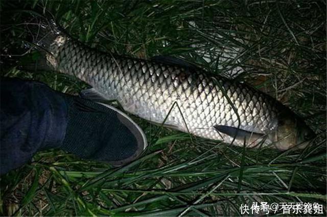 晚春时节鱼好钓,夜钓更比白天强,牢记这几招,狂拉大鱼很容易