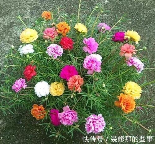 长势|夏天养太阳花,掌握2个要点,花量翻两番,开花一茬接一茬