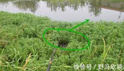 技巧|野钓大鲫鱼技巧:都是钓草洞,渔获差异巨大,原因在这里!