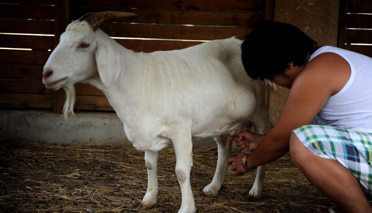 牛奶|小众奶成为了消费者的新宠，和牛奶比起来它们有何不同？
