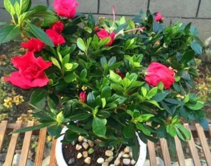 几种花养家里,特别旺运,超级漂亮还旺运,满屋都是香气