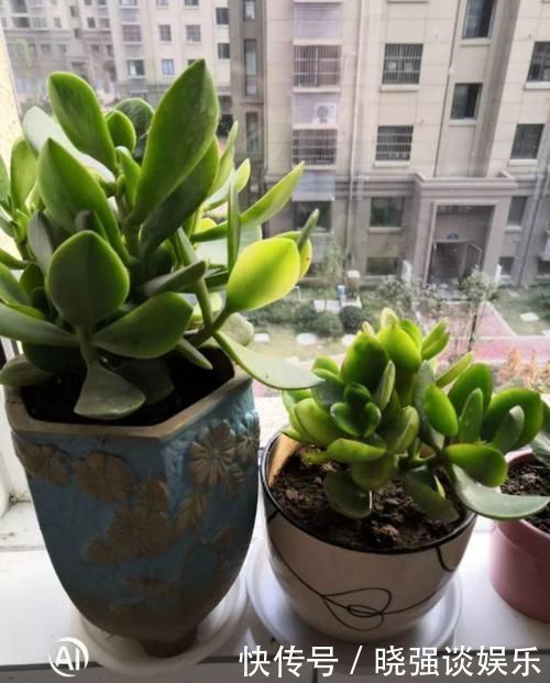 大腿|养了20年的玉树，杆子比大腿还粗，满树白花跟下雪了一样